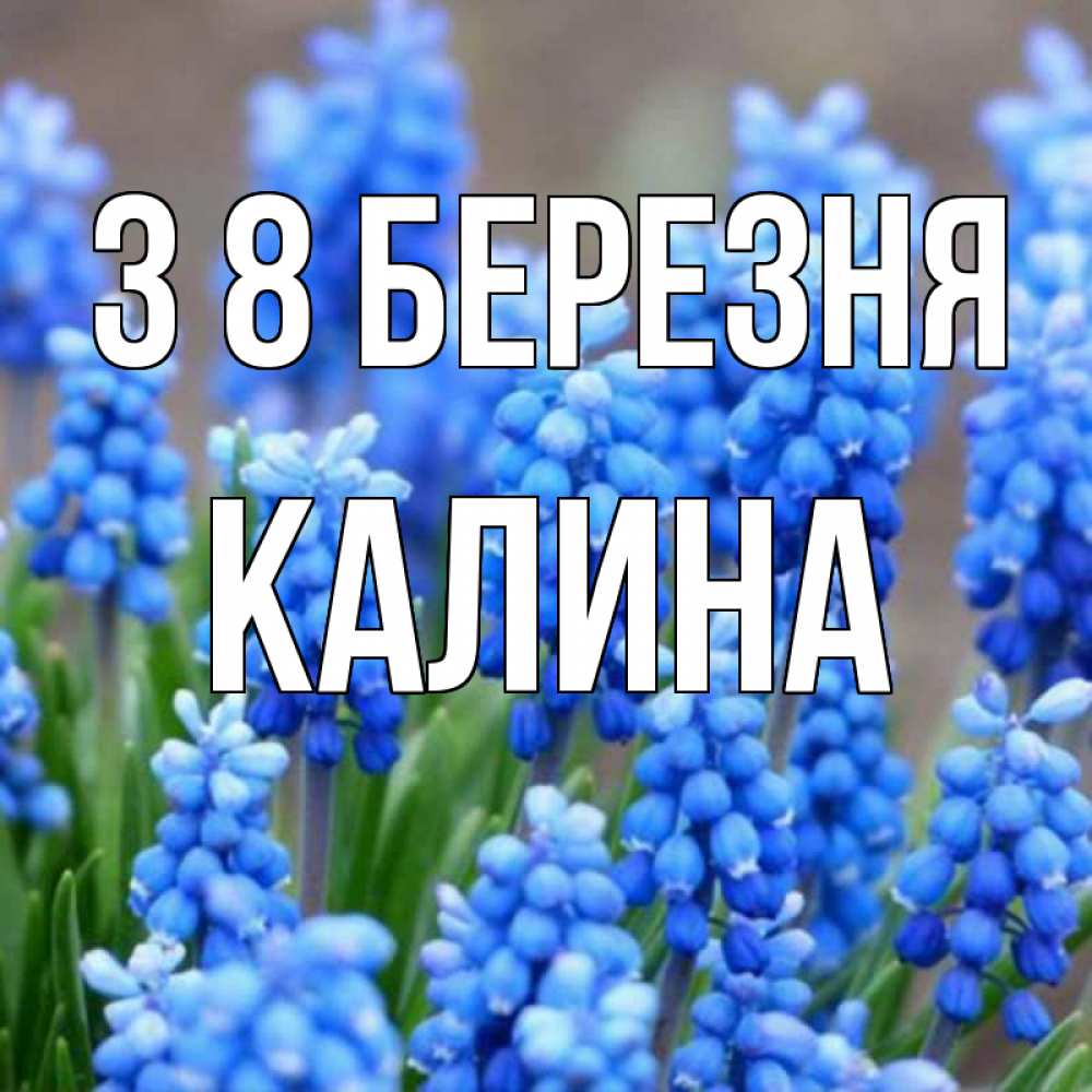 Открытка на каждый день з підписом, Калина З 8 БЕРЕЗНЯ Поздравительная открытка для женщин с цветами на праздничную дату Прикольна листівка з побажанням онлайн скачати безкоштовно 