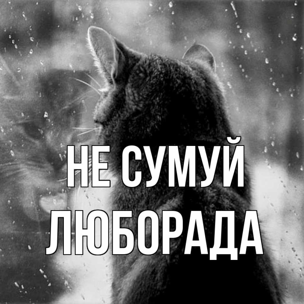 Открытка на каждый день з підписом, Люборада Не сумуй отражение кота 1 Прикольна листівка з побажанням онлайн скачати безкоштовно 