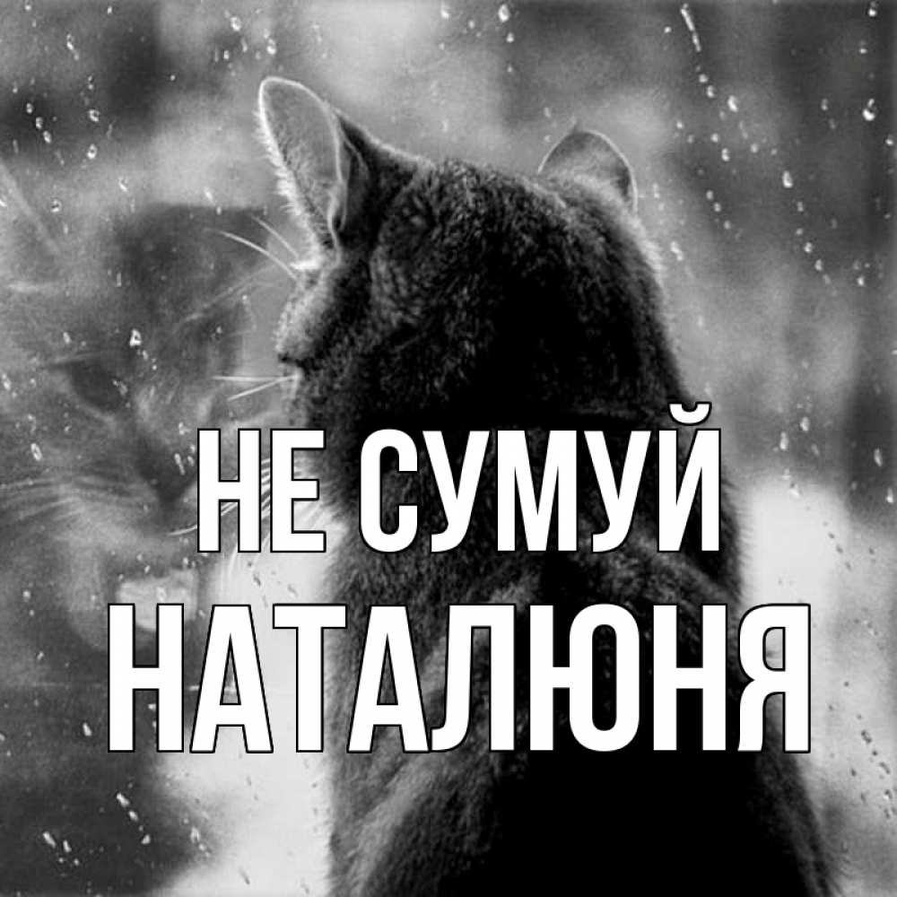 Открытка на каждый день з підписом, Наталюня Не сумуй отражение кота 1 Прикольна листівка з побажанням онлайн скачати безкоштовно 