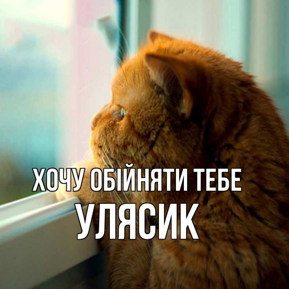 Открытка на каждый день з підписом, Улясик Хочу обійняти тебе большой огромный рыжий котяра Прикольна листівка з побажанням онлайн скачати безкоштовно 