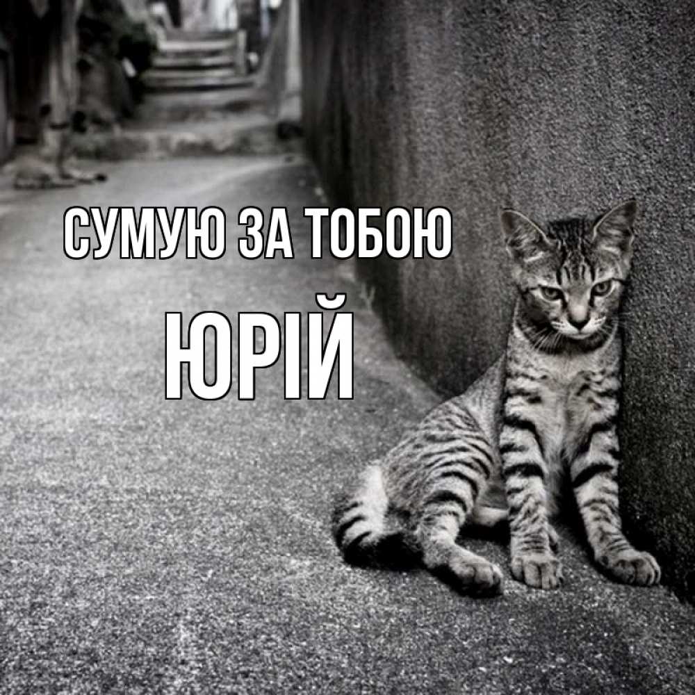 Открытка на каждый день з підписом, Юрій Сумую за тобою одиноко котику Прикольна листівка з побажанням онлайн скачати безкоштовно 