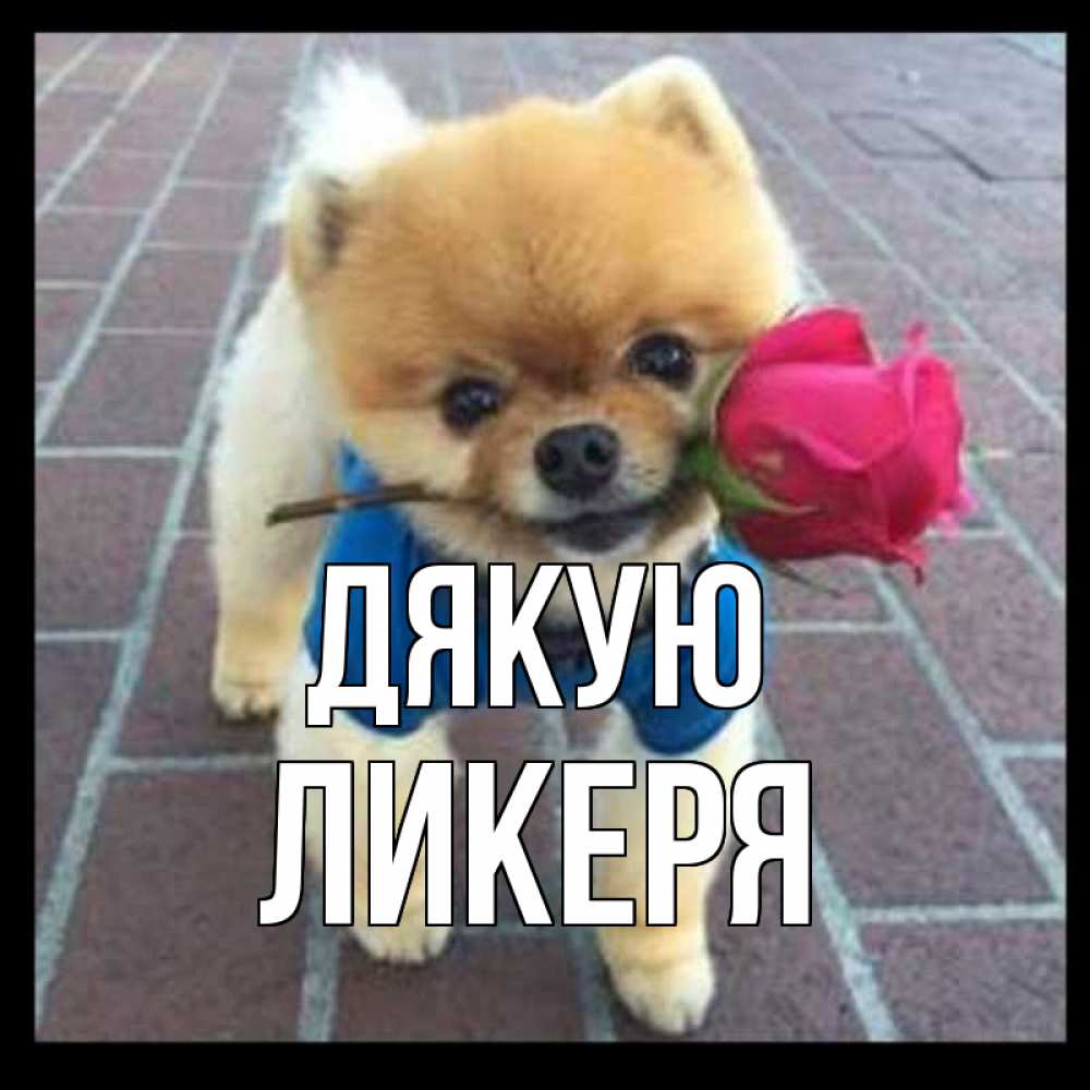 Открытка на каждый день з підписом, Ликеря Дякую спасибо и дарю тебе цветок Прикольна листівка з побажанням онлайн скачати безкоштовно 