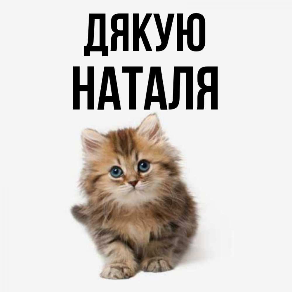 Открытка на каждый день з підписом, Наталя Дякую пушистый котик Прикольна листівка з побажанням онлайн скачати безкоштовно 