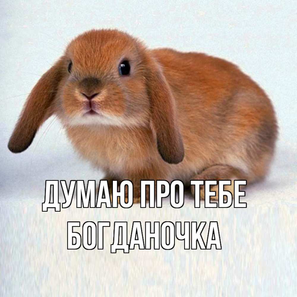 Открытка на каждый день з підписом, Богданочка Думаю про тебе кроль коричневый Прикольна листівка з побажанням онлайн скачати безкоштовно 