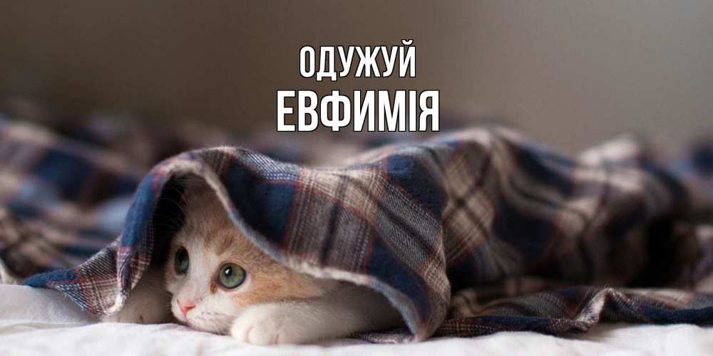 Открытка на каждый день з підписом, Евфимiя Одужуй не болейте с котиком Прикольна листівка з побажанням онлайн скачати безкоштовно 