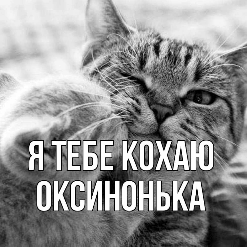 Открытка на каждый день з підписом, Оксинонька Я тебе кохаю коты Прикольна листівка з побажанням онлайн скачати безкоштовно 