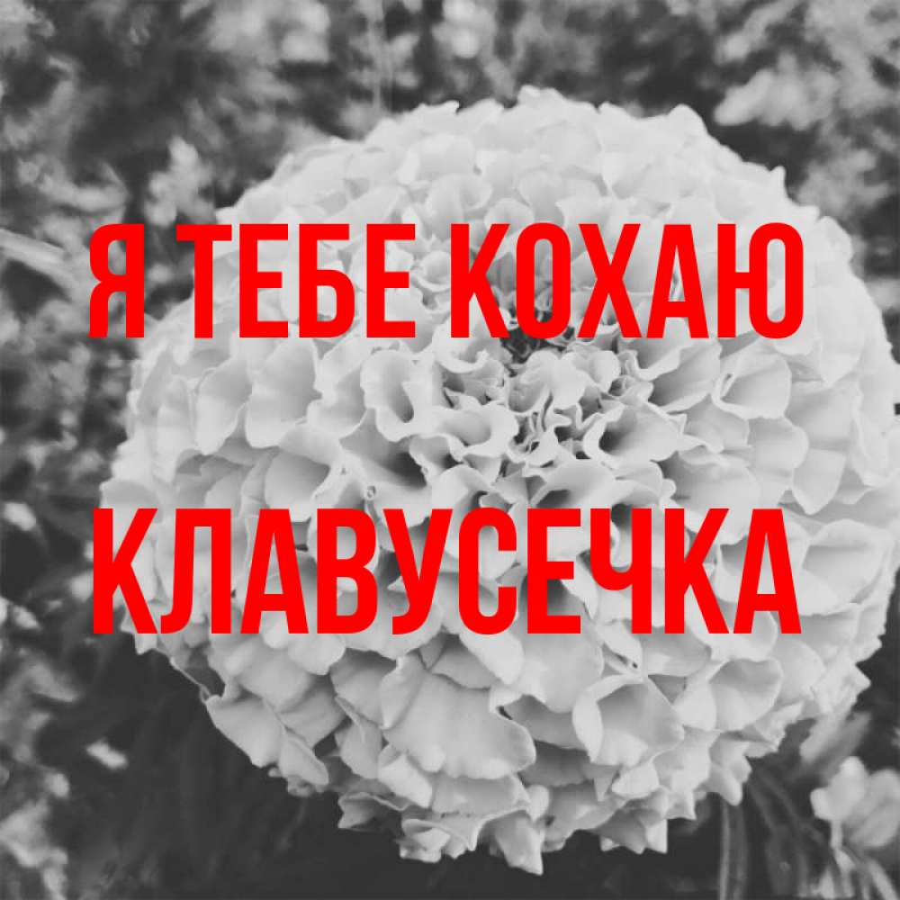 Открытка на каждый день з підписом, Клавусечка Я тебе кохаю подпись Прикольна листівка з побажанням онлайн скачати безкоштовно 
