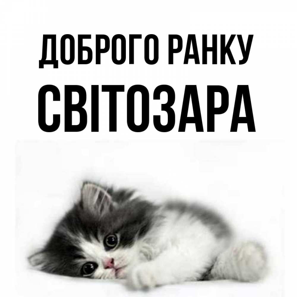 Открытка на каждый день з підписом, Світозара Доброго ранку кот лапки Прикольна листівка з побажанням онлайн скачати безкоштовно 