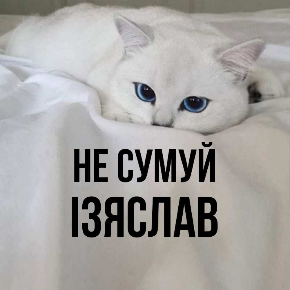 Открытка на каждый день з підписом, Ізяслав Не сумуй Голубоглазая кошка Прикольна листівка з побажанням онлайн скачати безкоштовно 