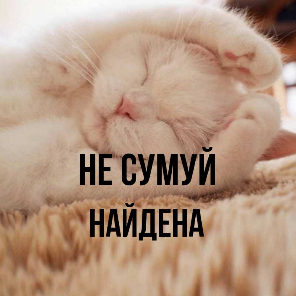 Открытка на каждый день з підписом, Найдена Не сумуй Котенок спит Прикольна листівка з побажанням онлайн скачати безкоштовно 