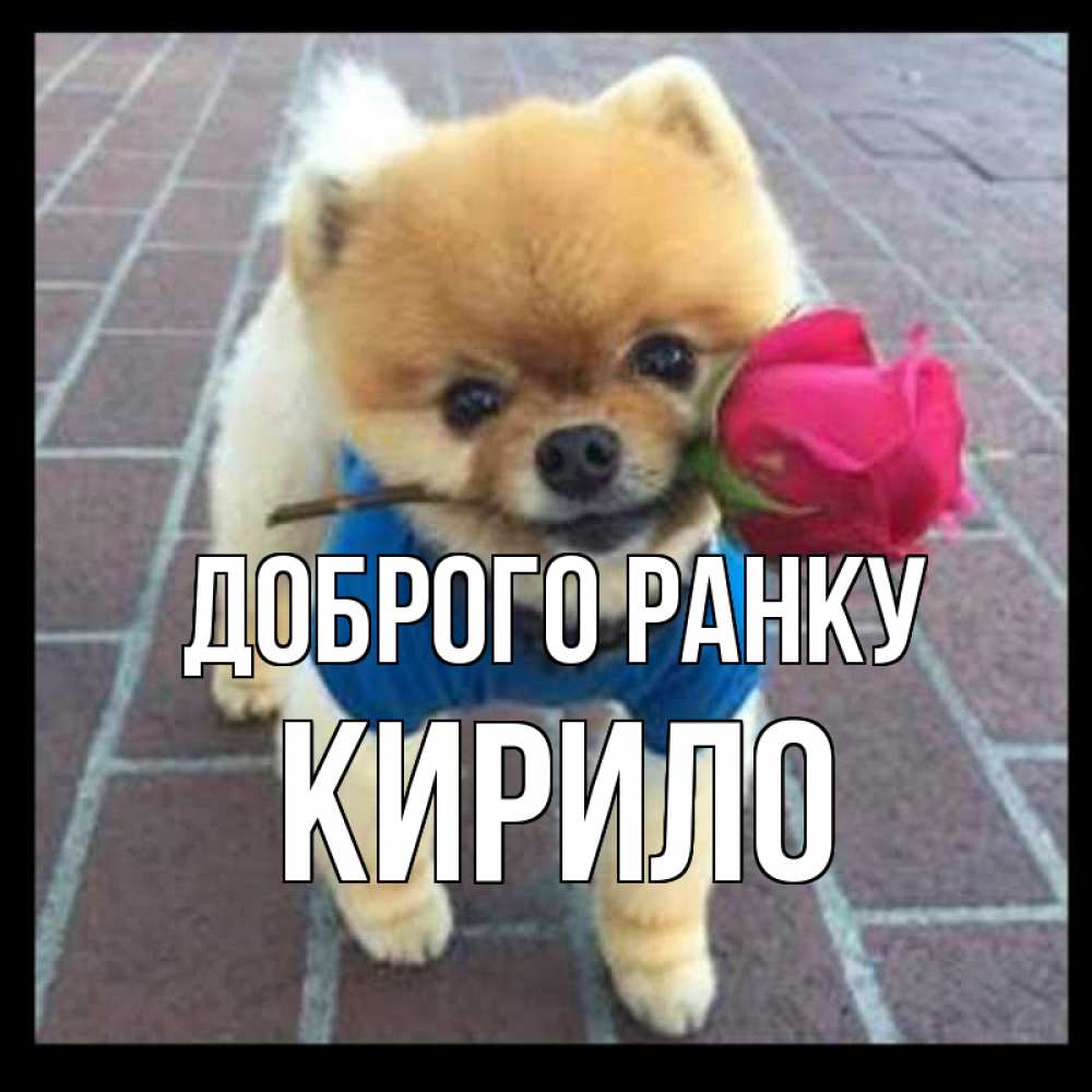 Открытка на каждый день з підписом, Кирило Доброго ранку роза в зубах Прикольна листівка з побажанням онлайн скачати безкоштовно 