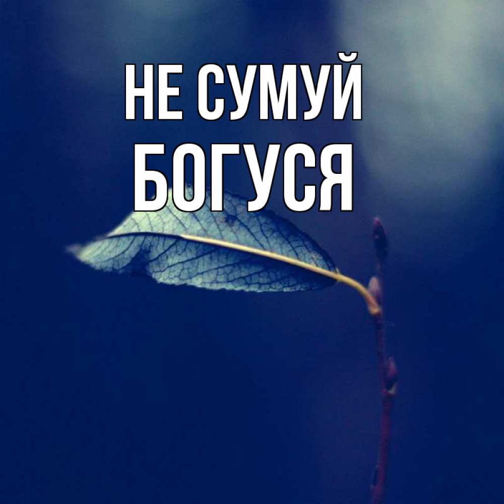 Открытка на каждый день з підписом, Богуся Не сумуй растение Прикольна листівка з побажанням онлайн скачати безкоштовно 