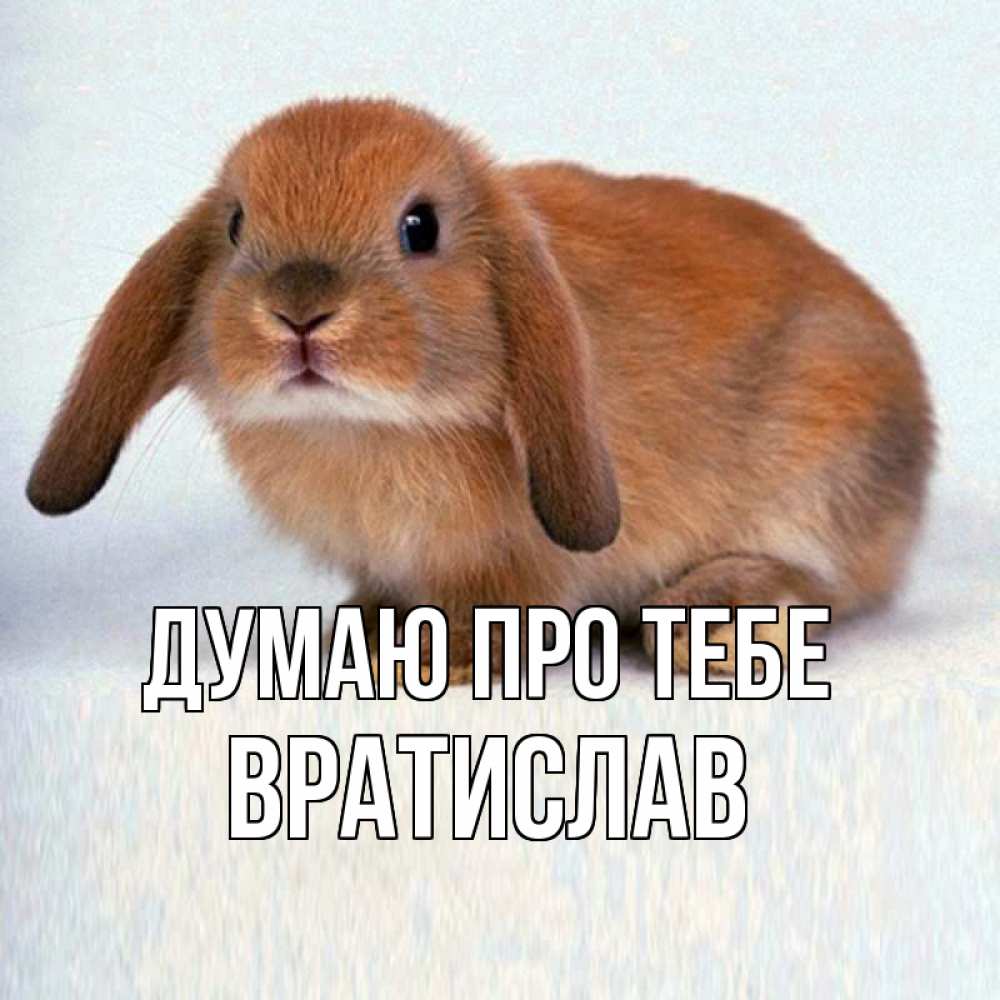 Открытка на каждый день з підписом, Вратислав Думаю про тебе кроль коричневый Прикольна листівка з побажанням онлайн скачати безкоштовно 