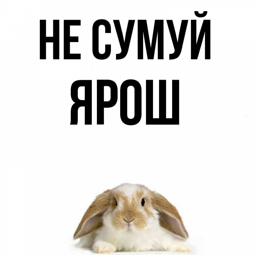 Открытка на каждый день з підписом, Ярош Не сумуй коричнево белый заяц с большими ушками Прикольна листівка з побажанням онлайн скачати безкоштовно 