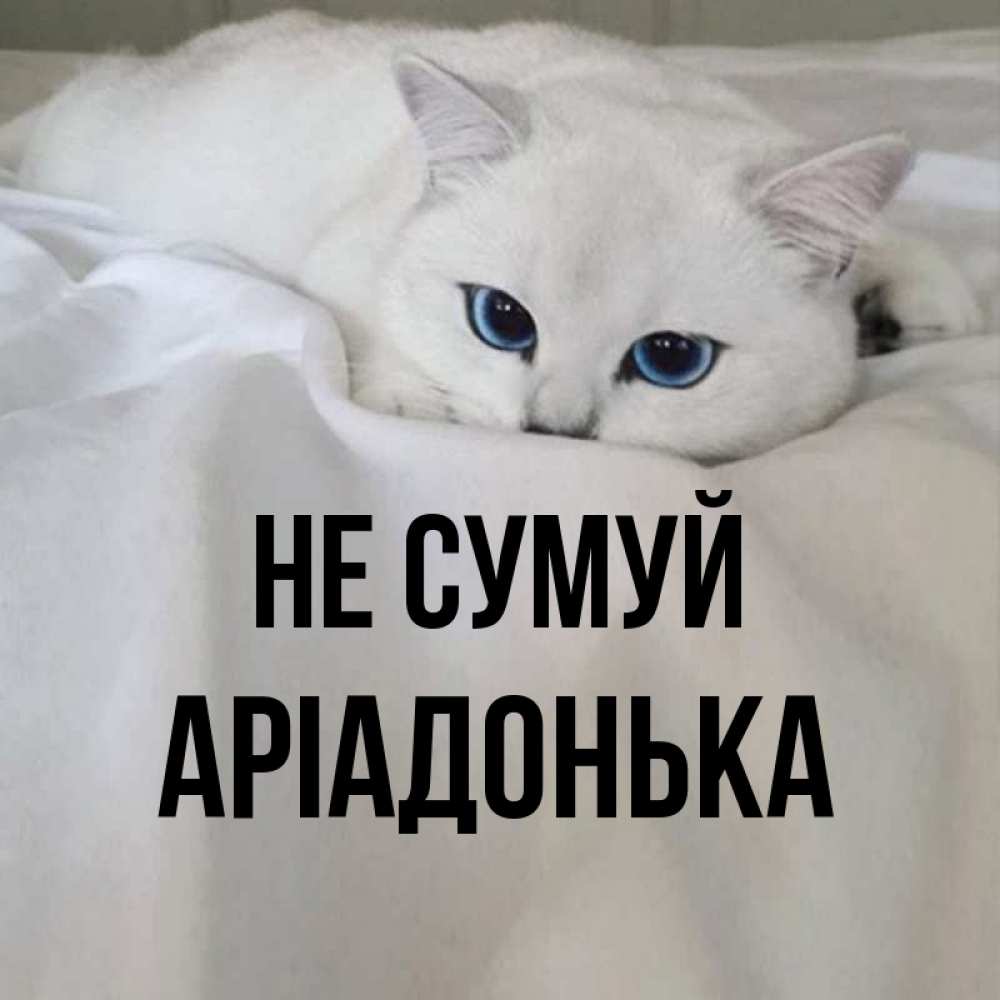 Открытка на каждый день з підписом, Аріадонька Не сумуй Голубоглазая кошка Прикольна листівка з побажанням онлайн скачати безкоштовно 