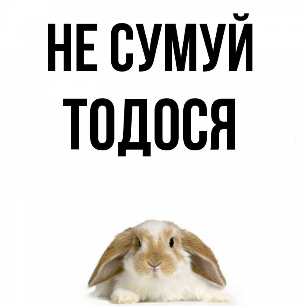 Открытка на каждый день з підписом, Тодося Не сумуй коричнево белый заяц с большими ушками Прикольна листівка з побажанням онлайн скачати безкоштовно 