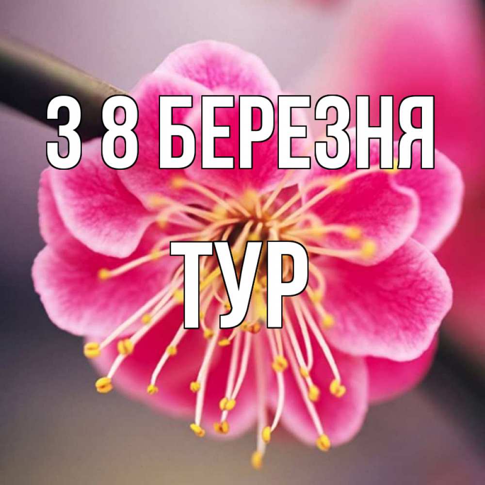 Открытка на каждый день з підписом, Тур З 8 БЕРЕЗНЯ цветы Прикольна листівка з побажанням онлайн скачати безкоштовно 