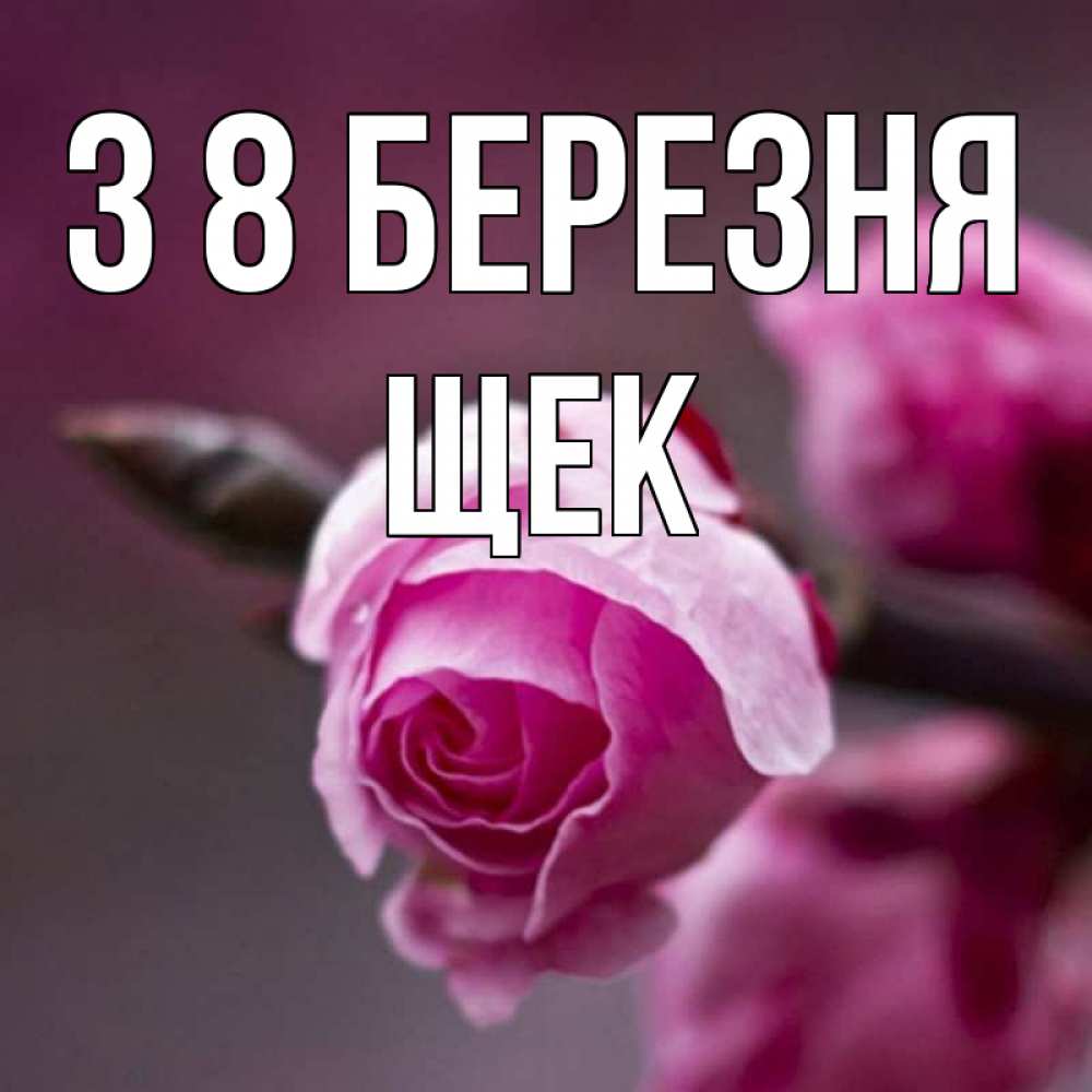 Открытка на каждый день з підписом, Щек З 8 БЕРЕЗНЯ весна Прикольна листівка з побажанням онлайн скачати безкоштовно 