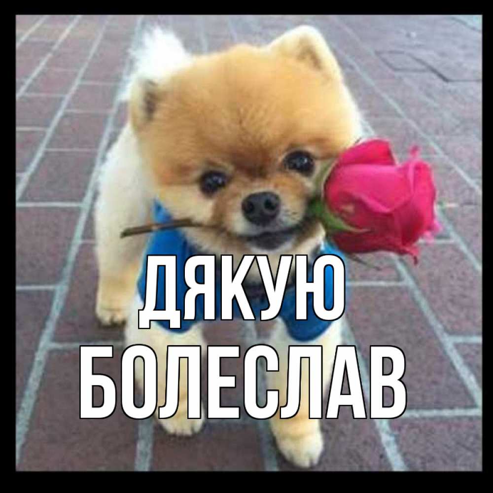 Открытка на каждый день з підписом, Болеслав Дякую спасибо и дарю тебе цветок Прикольна листівка з побажанням онлайн скачати безкоштовно 