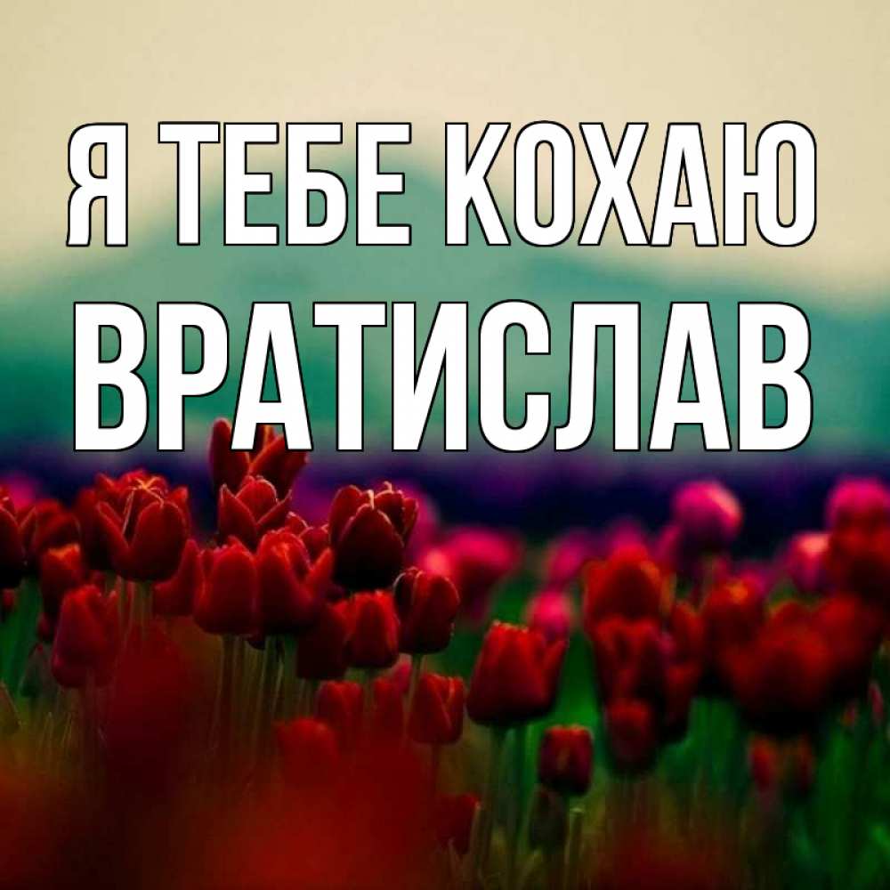Открытка на каждый день з підписом, Вратислав Я тебе кохаю тюльпаны 4 Прикольна листівка з побажанням онлайн скачати безкоштовно 