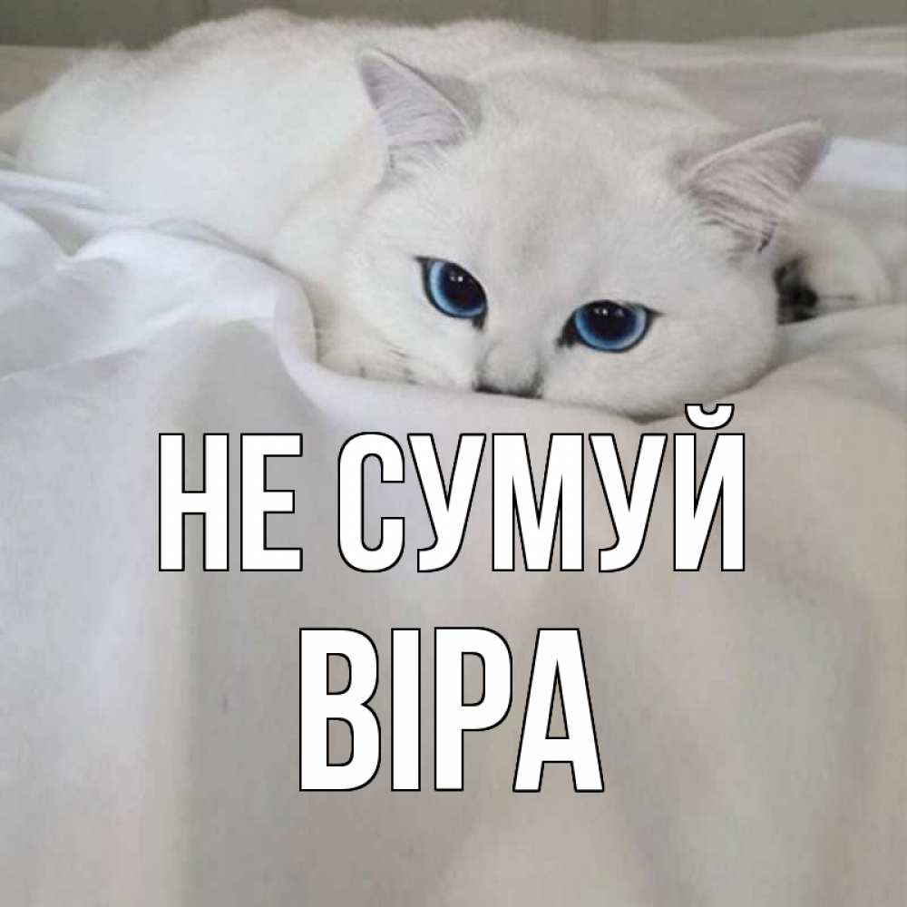 Открытка на каждый день з підписом, Віра Не сумуй белый кот с голубыми глазами на белоснежной кровати Прикольна листівка з побажанням онлайн скачати безкоштовно 