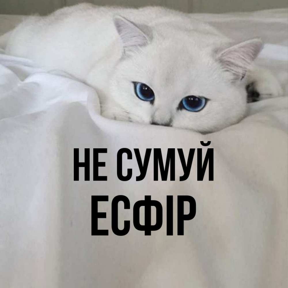 Открытка на каждый день з підписом, Есфір Не сумуй Голубоглазая кошка Прикольна листівка з побажанням онлайн скачати безкоштовно 