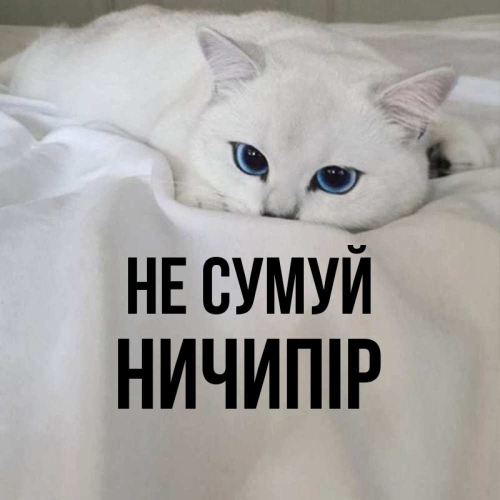 Открытка на каждый день з підписом, Ничипір Не сумуй Голубоглазая кошка Прикольна листівка з побажанням онлайн скачати безкоштовно 