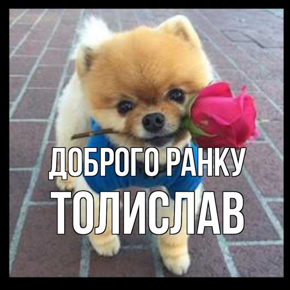 Открытка на каждый день з підписом, Толислав Доброго ранку роза в зубах Прикольна листівка з побажанням онлайн скачати безкоштовно 