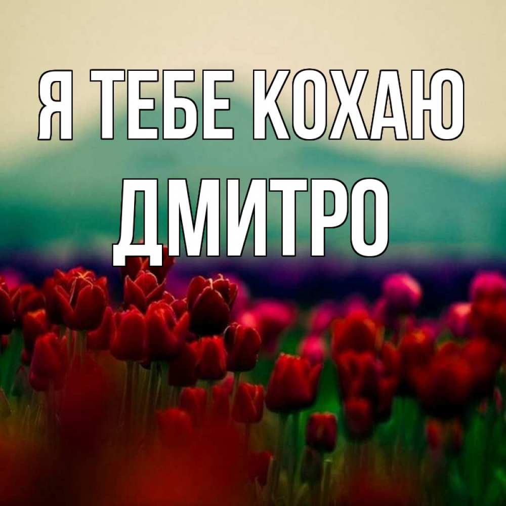 Открытка на каждый день з підписом, Дмитро Я тебе кохаю тюльпаны 4 Прикольна листівка з побажанням онлайн скачати безкоштовно 