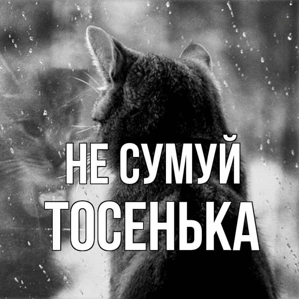 Открытка на каждый день з підписом, Тосенька Не сумуй отражение кота 1 Прикольна листівка з побажанням онлайн скачати безкоштовно 