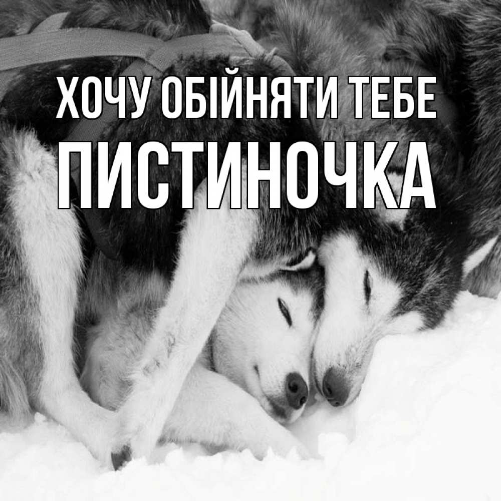 Открытка на каждый день з підписом, Пистиночка Хочу обійняти тебе собачки в упряжке Прикольна листівка з побажанням онлайн скачати безкоштовно 