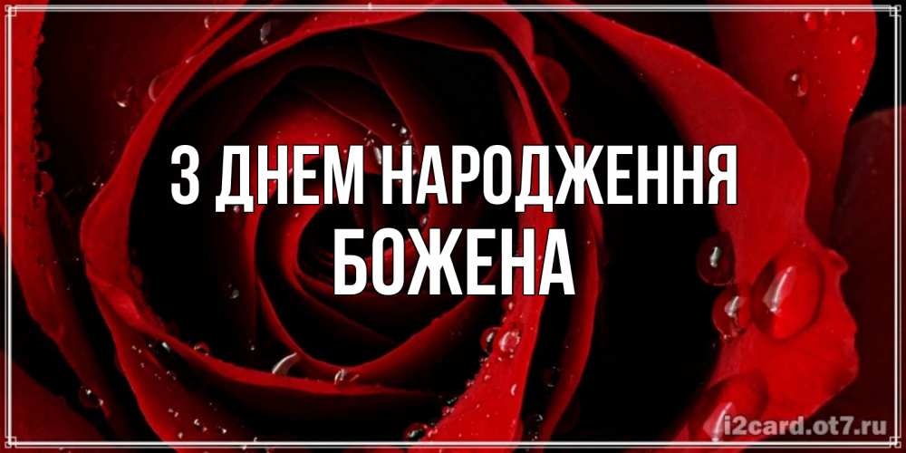 Открытка на каждый день з підписом, Божена З Днем народження крупная бордовая роза Прикольна листівка з побажанням онлайн скачати безкоштовно 