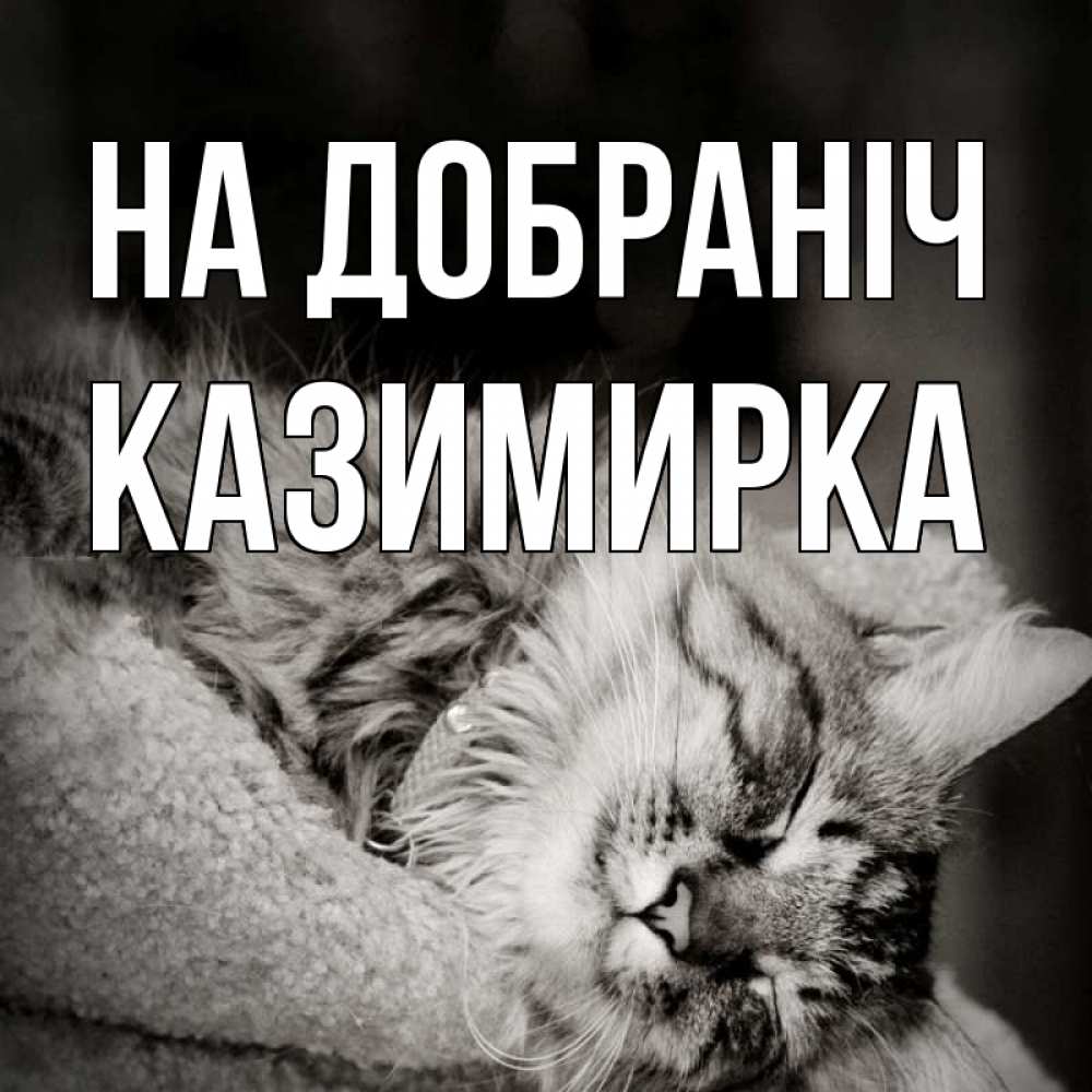 Открытка на каждый день з підписом, Казимирка На добраніч котярик пушистый Прикольна листівка з побажанням онлайн скачати безкоштовно 