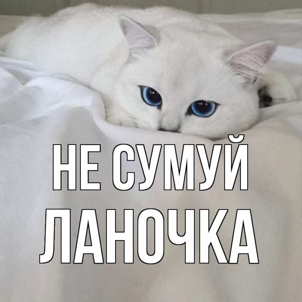Открытка на каждый день з підписом, Ланочка Не сумуй белый кот с голубыми глазами на белоснежной кровати Прикольна листівка з побажанням онлайн скачати безкоштовно 