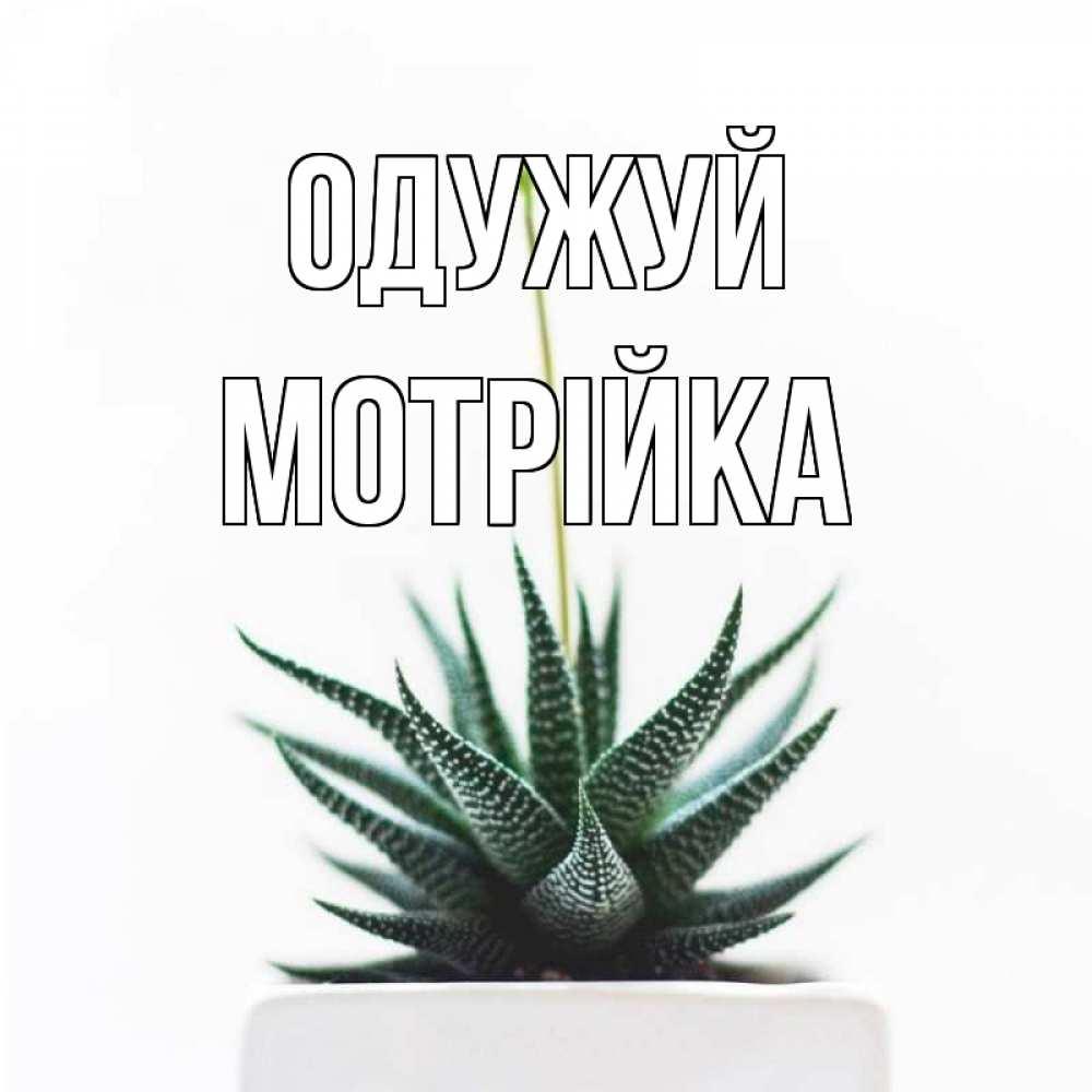 Открытка на каждый день з підписом, Мотрійка Одужуй короче это непонятная колючка Прикольна листівка з побажанням онлайн скачати безкоштовно 