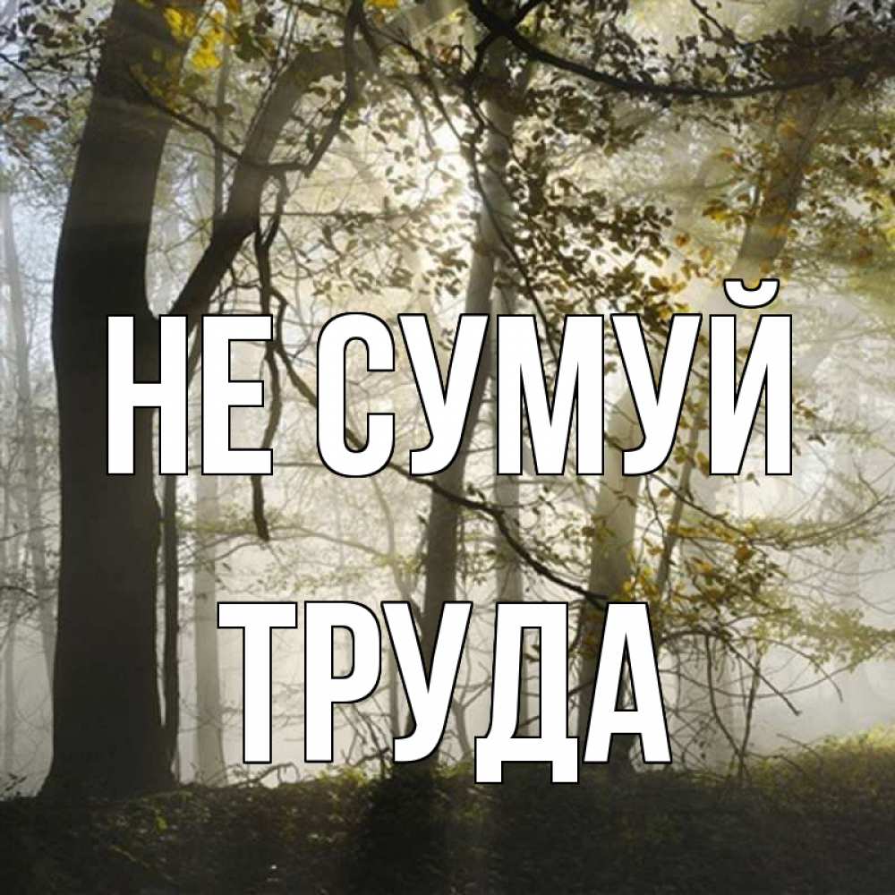 Открытка на каждый день з підписом, Труда Не сумуй лес и свет Прикольна листівка з побажанням онлайн скачати безкоштовно 