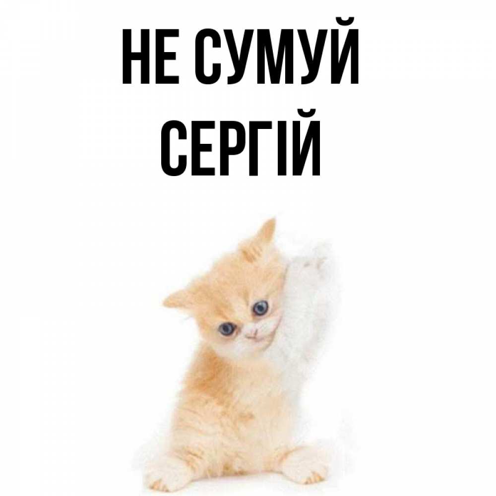 Открытка на каждый день з підписом, Сергій Не сумуй просящий кот Прикольна листівка з побажанням онлайн скачати безкоштовно 