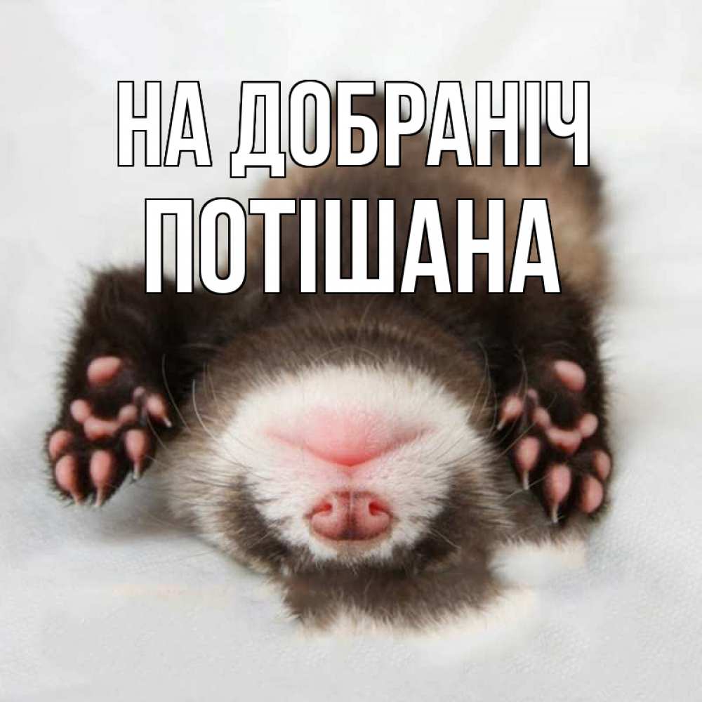 Открытка на каждый день з підписом, Потішана На добраніч зверек Прикольна листівка з побажанням онлайн скачати безкоштовно 