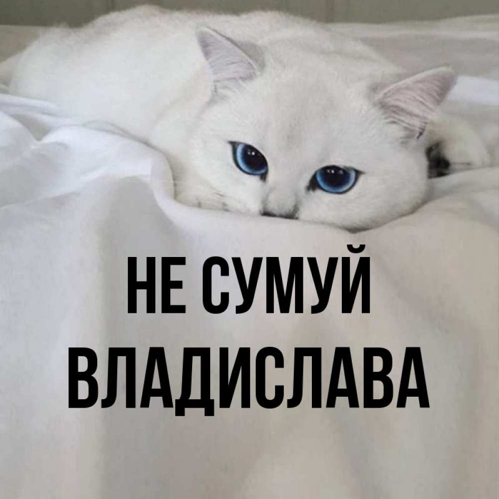 Открытка на каждый день з підписом, Владислава Не сумуй Голубоглазая кошка Прикольна листівка з побажанням онлайн скачати безкоштовно 