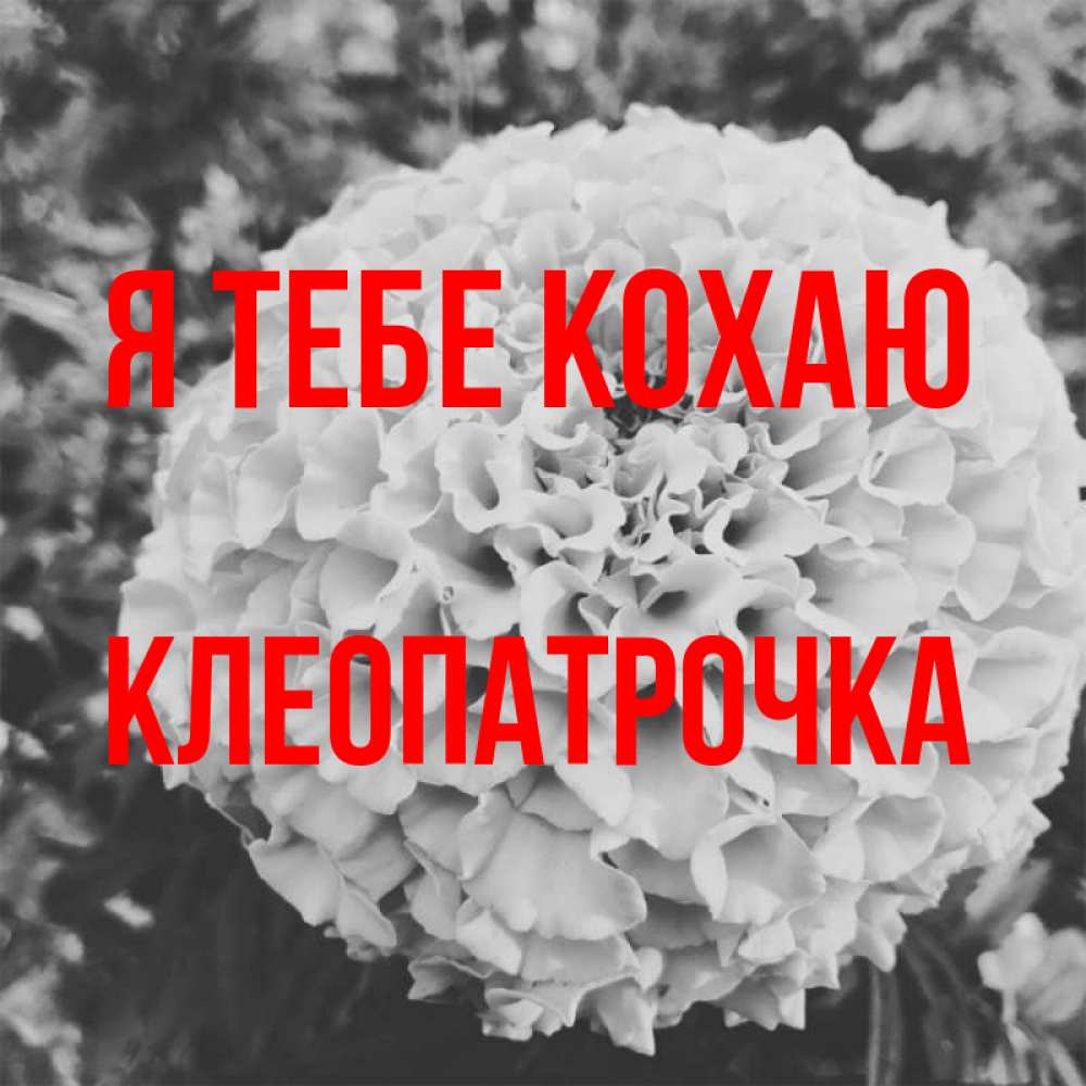 Открытка на каждый день з підписом, Клеопатрочка Я тебе кохаю подпись Прикольна листівка з побажанням онлайн скачати безкоштовно 