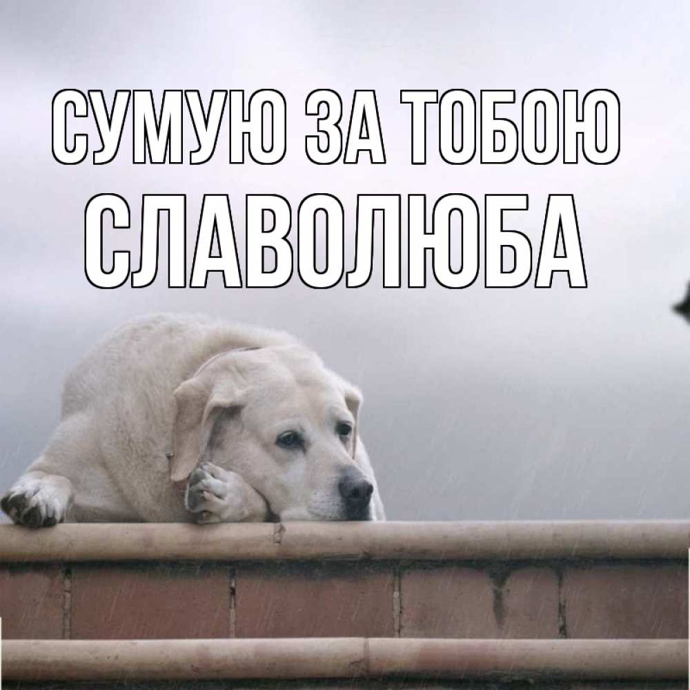 Открытка на каждый день з підписом, Славолюба Сумую за тобою ждет Прикольна листівка з побажанням онлайн скачати безкоштовно 