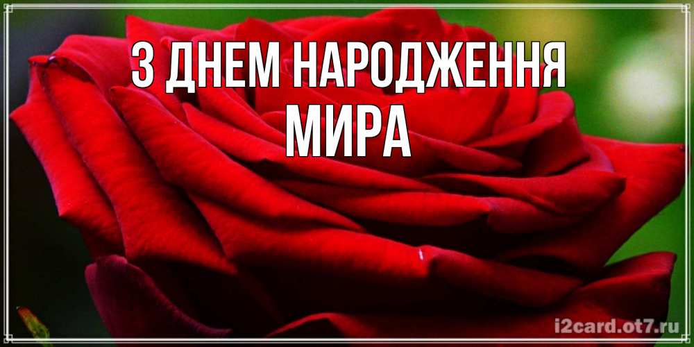 Открытка на каждый день з підписом, Мира З Днем народження розочка очень красивая Прикольна листівка з побажанням онлайн скачати безкоштовно 