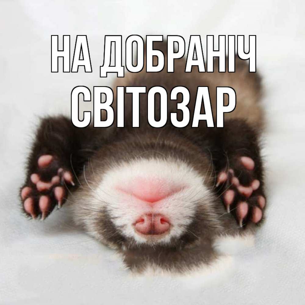 Открытка на каждый день з підписом, Світозар На добраніч зверек Прикольна листівка з побажанням онлайн скачати безкоштовно 