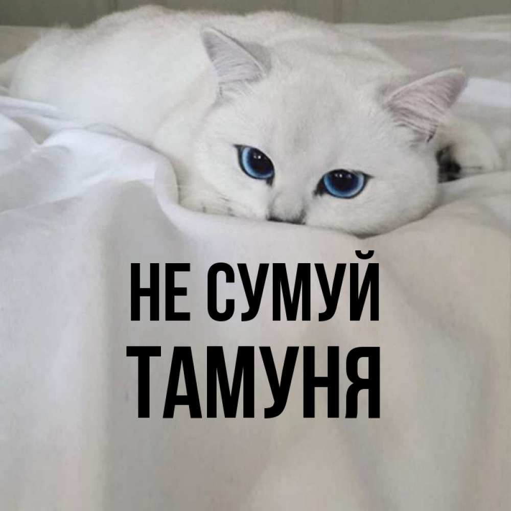 Открытка на каждый день з підписом, Тамуня Не сумуй Голубоглазая кошка Прикольна листівка з побажанням онлайн скачати безкоштовно 