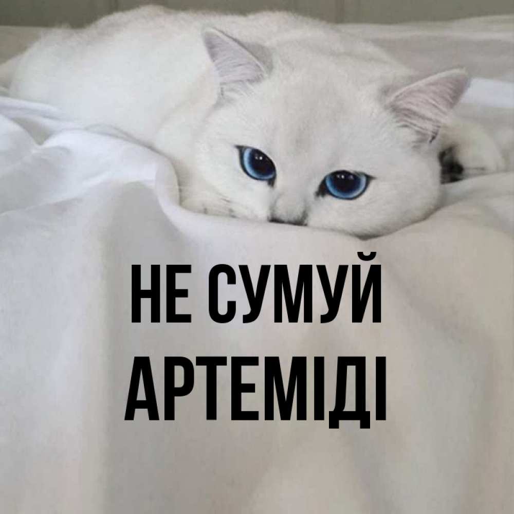 Открытка на каждый день з підписом, Артеміді Не сумуй Голубоглазая кошка Прикольна листівка з побажанням онлайн скачати безкоштовно 