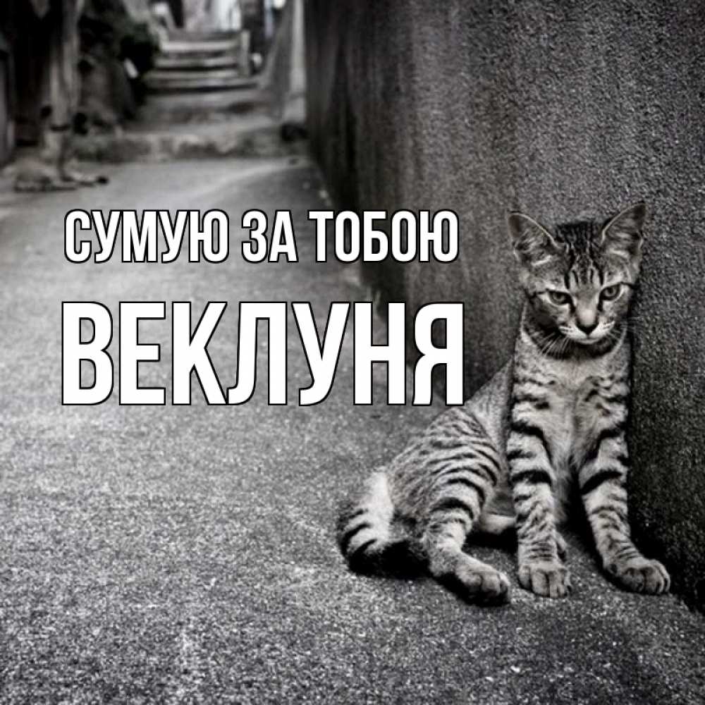 Открытка на каждый день з підписом, Веклуня Сумую за тобою одиноко котику Прикольна листівка з побажанням онлайн скачати безкоштовно 