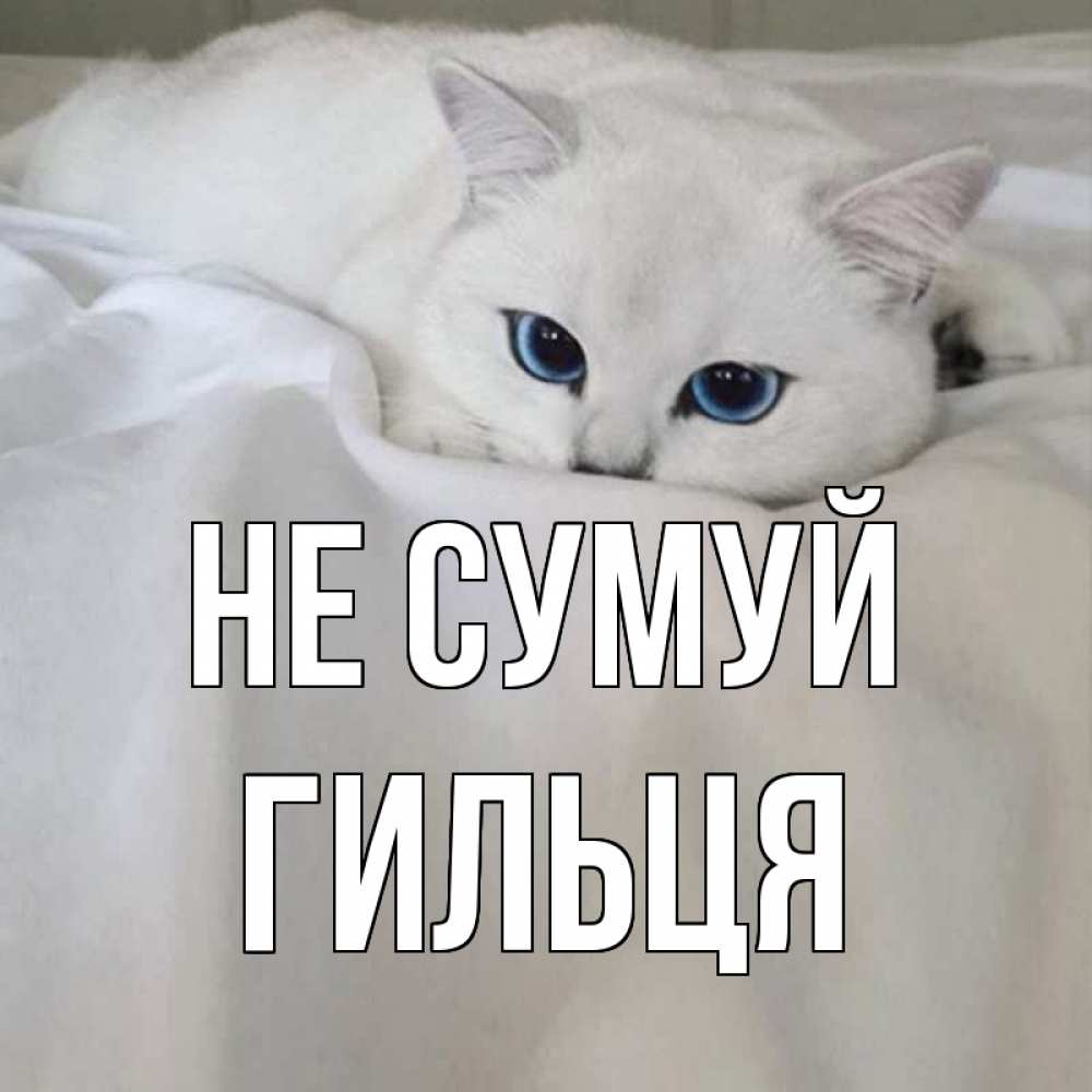 Открытка на каждый день з підписом, Гильця Не сумуй белый кот с голубыми глазами на белоснежной кровати Прикольна листівка з побажанням онлайн скачати безкоштовно 