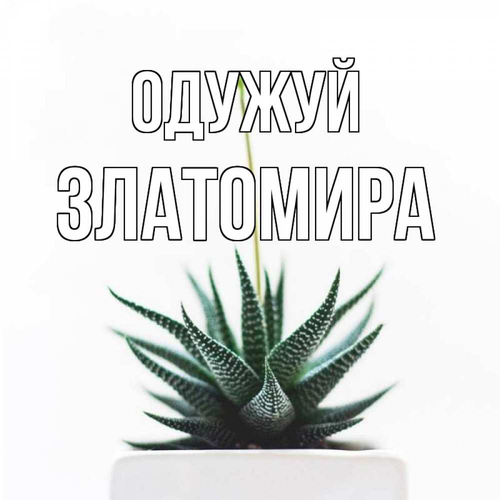 Открытка на каждый день з підписом, Златомира Одужуй короче это непонятная колючка Прикольна листівка з побажанням онлайн скачати безкоштовно 