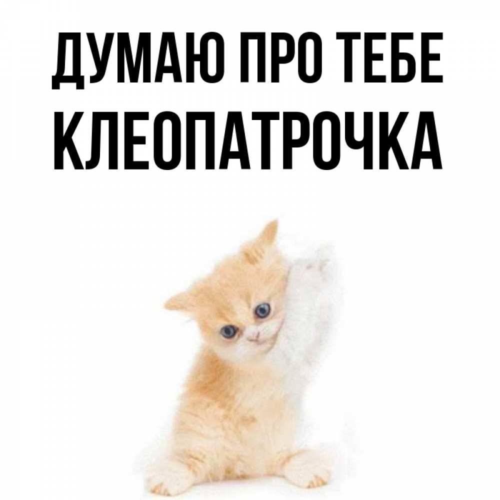 Открытка на каждый день з підписом, Клеопатрочка Думаю про тебе зверушки и милота Прикольна листівка з побажанням онлайн скачати безкоштовно 