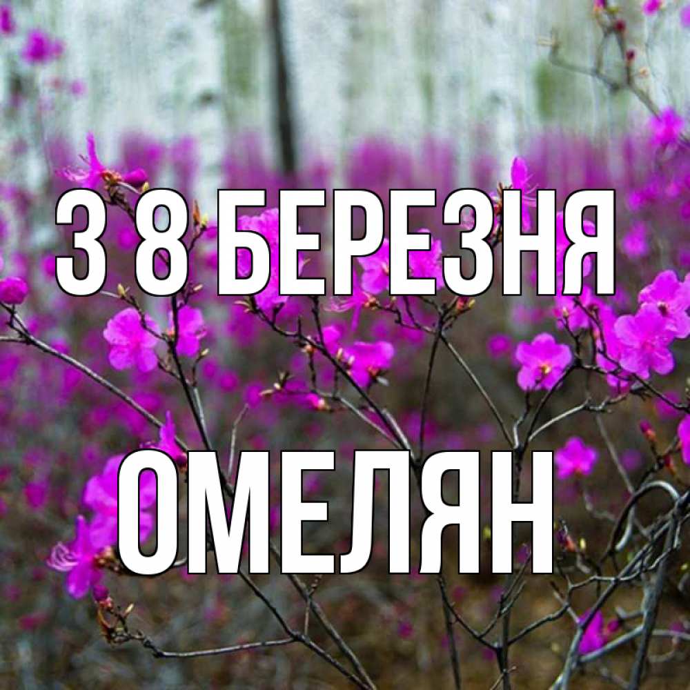 Открытка на каждый день з підписом, Омелян З 8 БЕРЕЗНЯ дикие цветы Прикольна листівка з побажанням онлайн скачати безкоштовно 